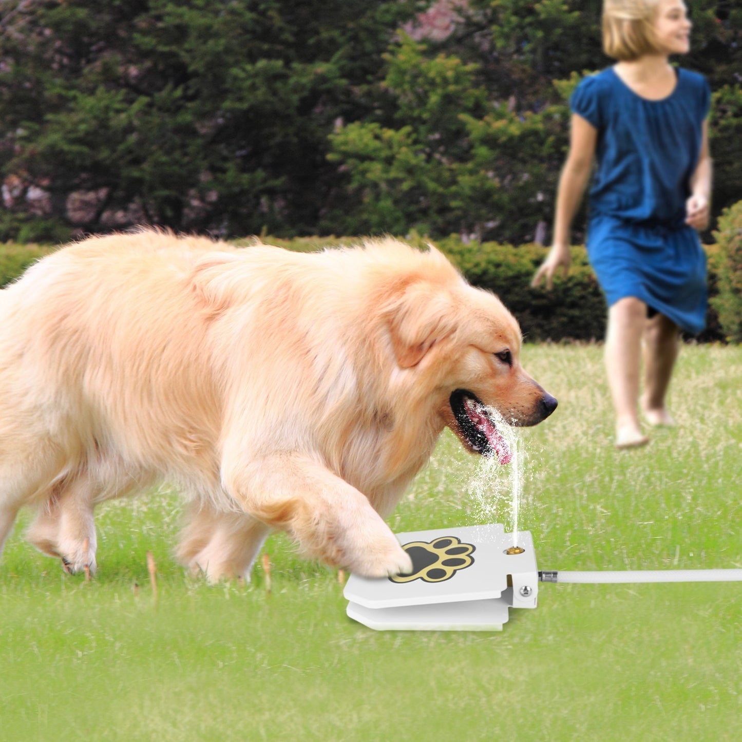 Step-on Activated Sprinkler With Interactive Paw Pedal Valve For Drinking Water